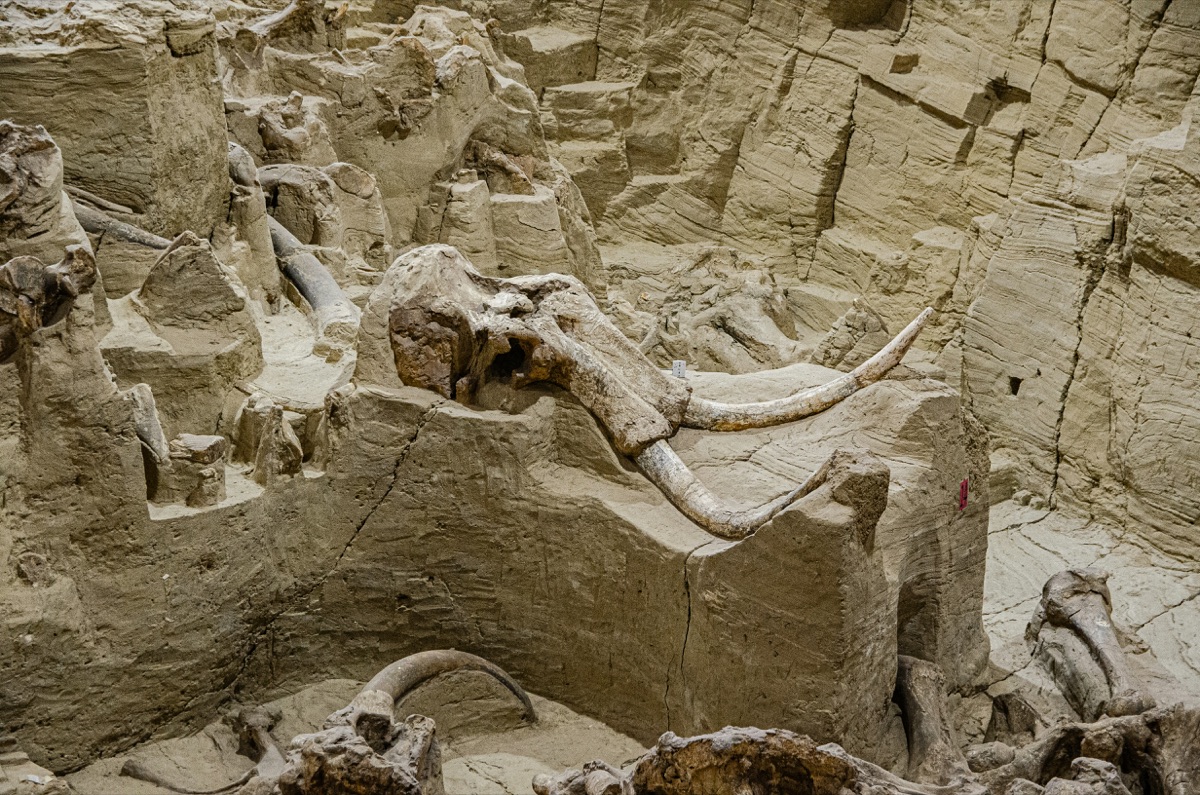 Mammoth fossil excavation — creation science research
